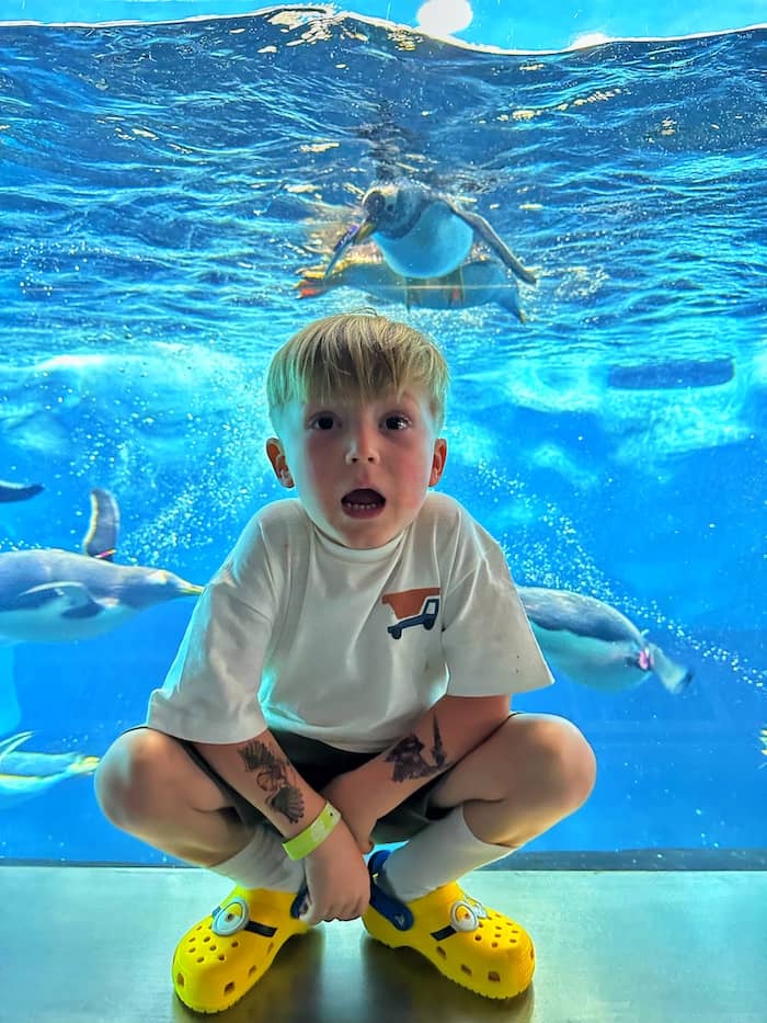 Loro Parque is one of the top things to do in Tenerife with kids