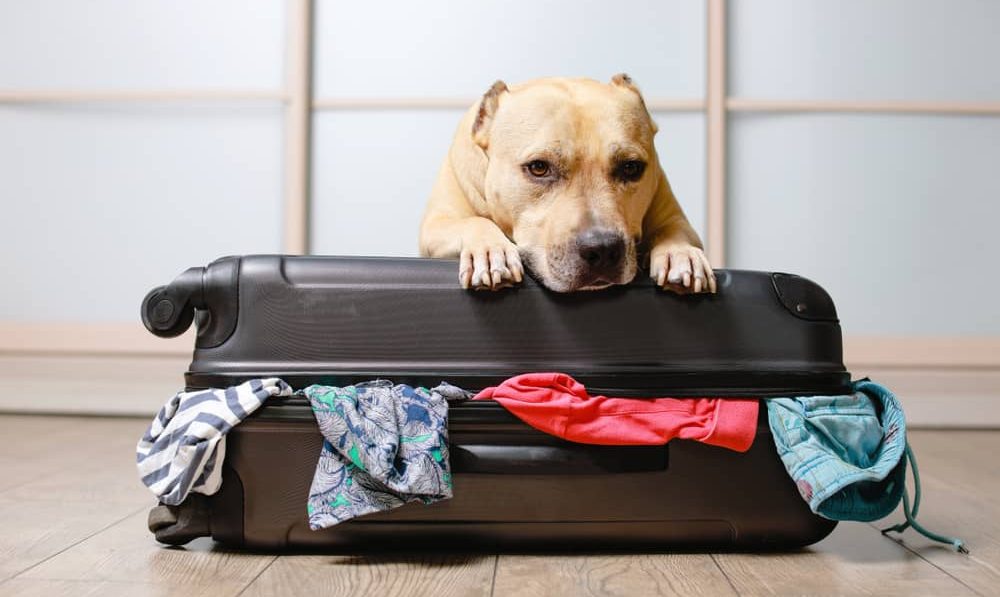 top 10 accessories for travelling with pets